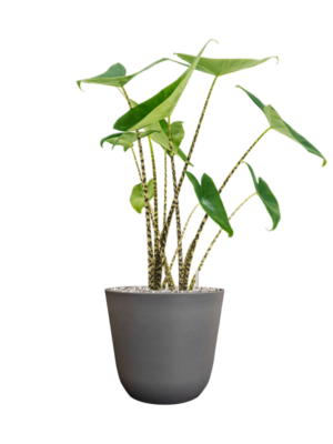 Alocasia zebrina en Palermo