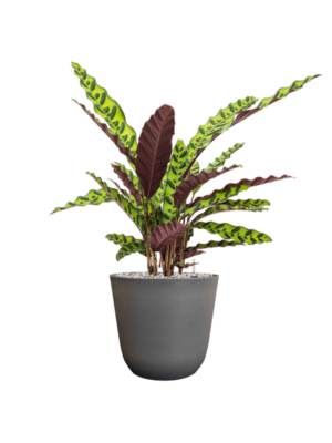 Calathea insignis en Palermo