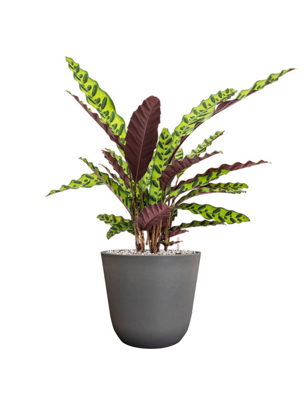 Calathea insignis en Palermo, Ter Steege