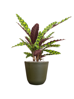 Calathea insignis en Palermo
