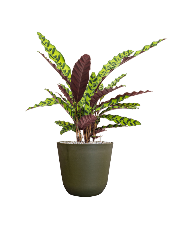 Calathea insignis en Palermo, Ter Steege