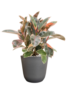 Ficus elastica 'Belize' en Palermo