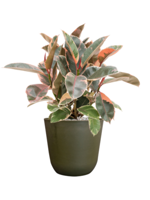Ficus elastica 'Belize' en Palermo