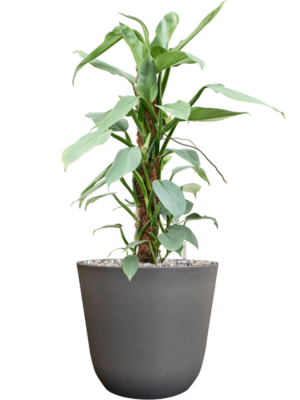Philodendron 'Silver Queen' en Palermo