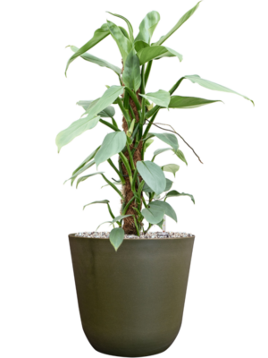 Philodendron 'Silver Queen' en Palermo