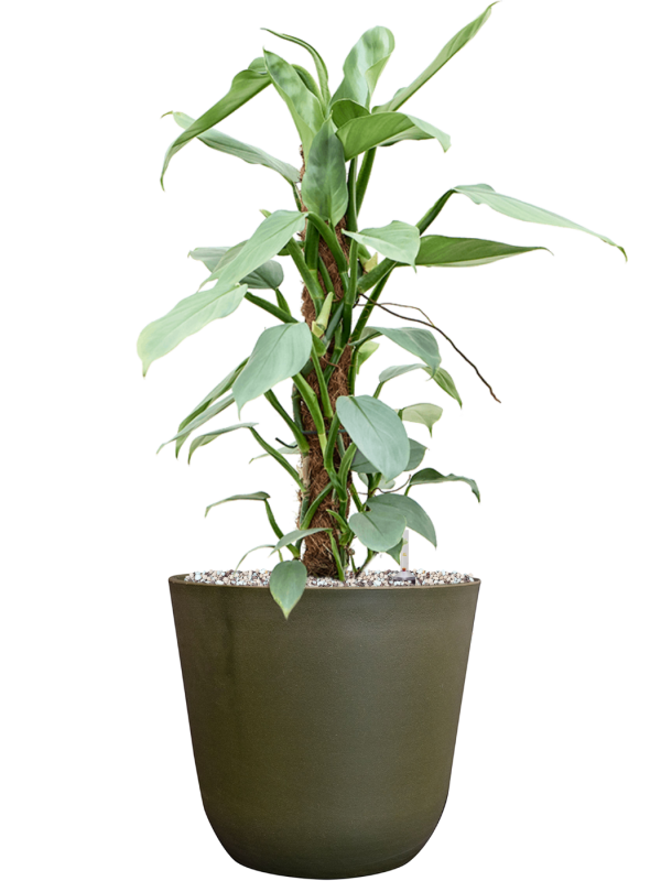 Philodendron 'Silver Queen' en Palermo, Ter Steege