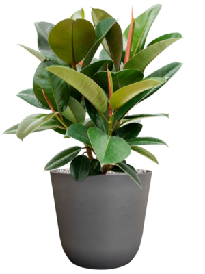 Ficus elastica 'Robusta' en Palermo