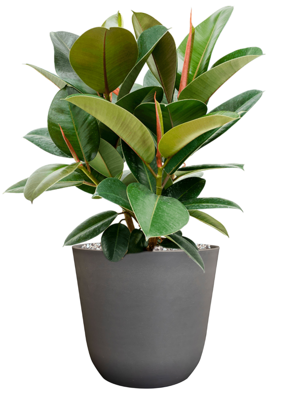 Ficus elastica 'Robusta' en Palermo, Ter Steege