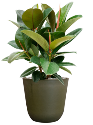 Ficus elastica 'Robusta' en Palermo