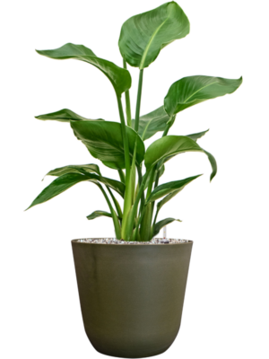 Strelitzia nicolai en Palermo