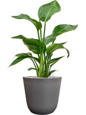 Strelitzia nicolai en Palermo