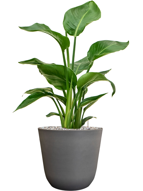 Strelitzia nicolai en Palermo, Ter Steege