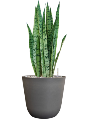 Sansevieria trifasciata 'Silver Mist' en Palermo