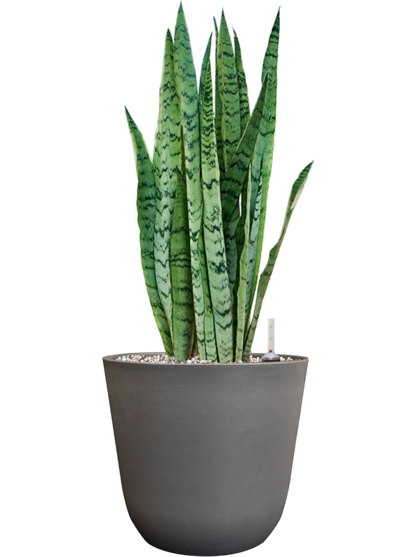 Sansevieria trifasciata 'Silver Mist' en Palermo, Ter Steege