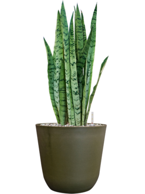 Sansevieria trifasciata 'Silver Mist' en Palermo