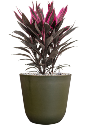 Cordyline fruticosa 'Tango' en Palermo