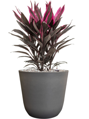 Cordyline fruticosa 'Tango' en Palermo