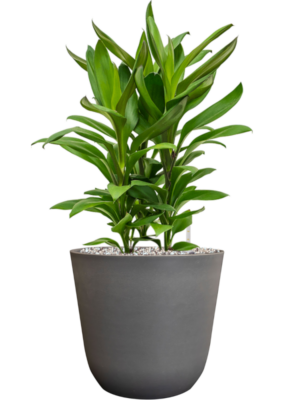 Cordyline fruticosa' Glauca' en Palermo