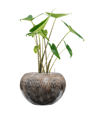 Alocasia zebrina en Baq Luxe Lite Universe Comet