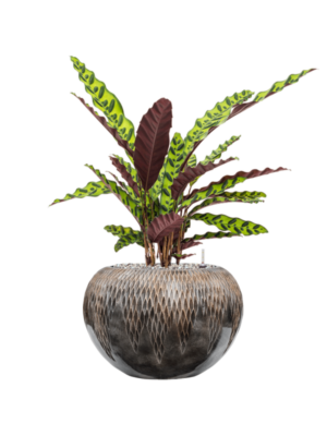 Calathea insignis en Baq Luxe Lite Universe Comet