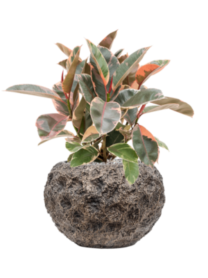Ficus elastica 'Belize' en Baq Luxe Lite Universe Moon