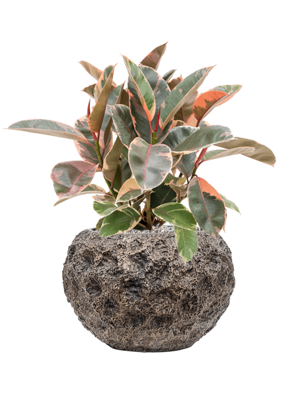 Ficus elastica 'Belize' en Baq Luxe Lite Universe Moon