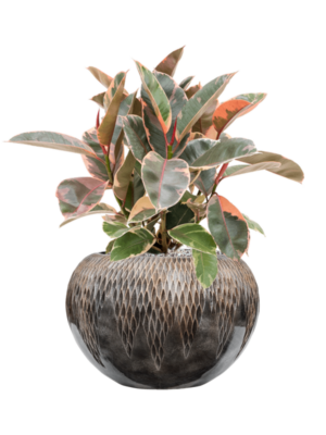 Ficus elastica 'Belize' en Baq Luxe Lite Universe Comet