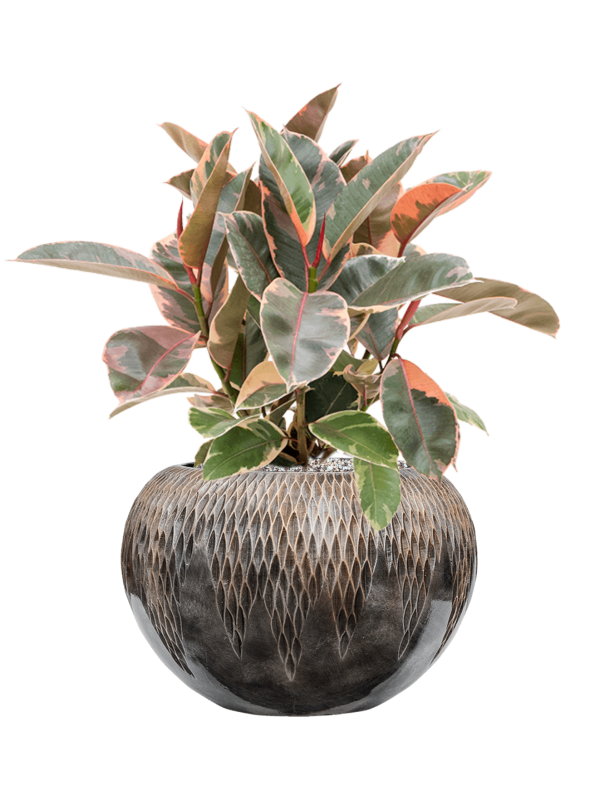 Ficus elastica 'Belize' en Baq Luxe Lite Universe Comet