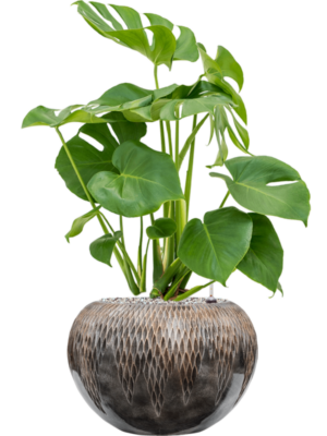 Monstera deliciosa en Baq Luxe Lite Universe Comet