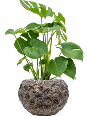 Monstera deliciosa en Baq Luxe Lite Universe Moon