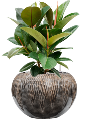 Ficus elastica 'Robusta' en Baq Luxe Lite Universe Comet