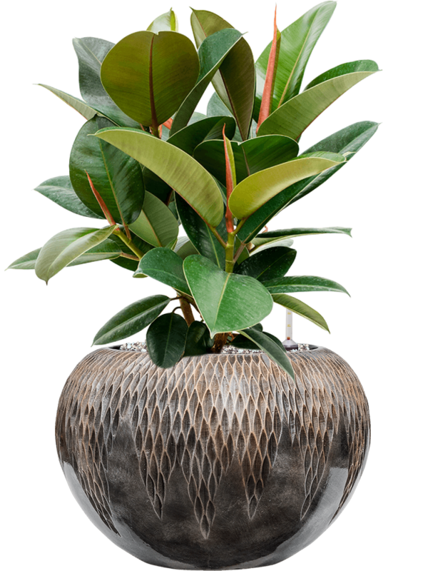 Ficus elastica 'Robusta' en Baq Luxe Lite Universe Comet