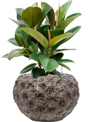 Ficus elastica 'Robusta' en Baq Luxe Lite Universe Moon