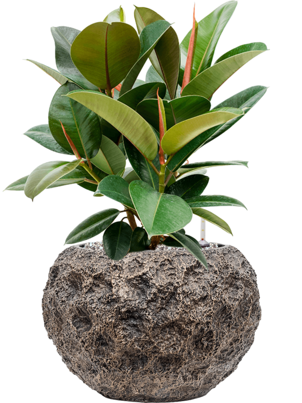 Ficus elastica 'Robusta' en Baq Luxe Lite Universe Moon
