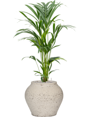 Kentia (Howea) forsteriana en Mediterranean