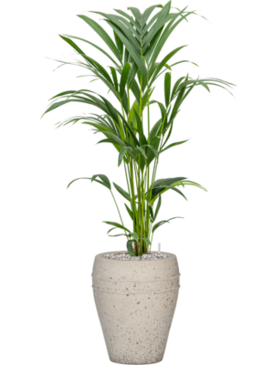 Kentia (Howea) forsteriana en Mediterranean