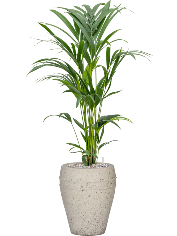 Kentia (Howea) forsteriana en Mediterranean, Pottery Pots