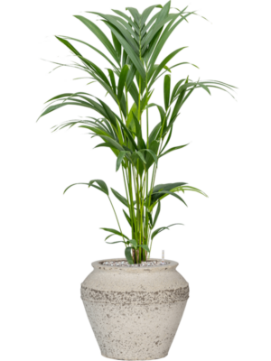 Kentia (Howea) forsteriana en Mediterranean