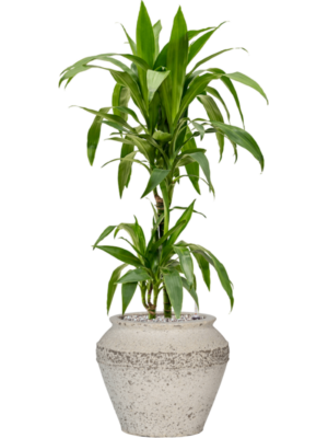 Dracaena fragrans 'Janet Craig' en Mediterranean