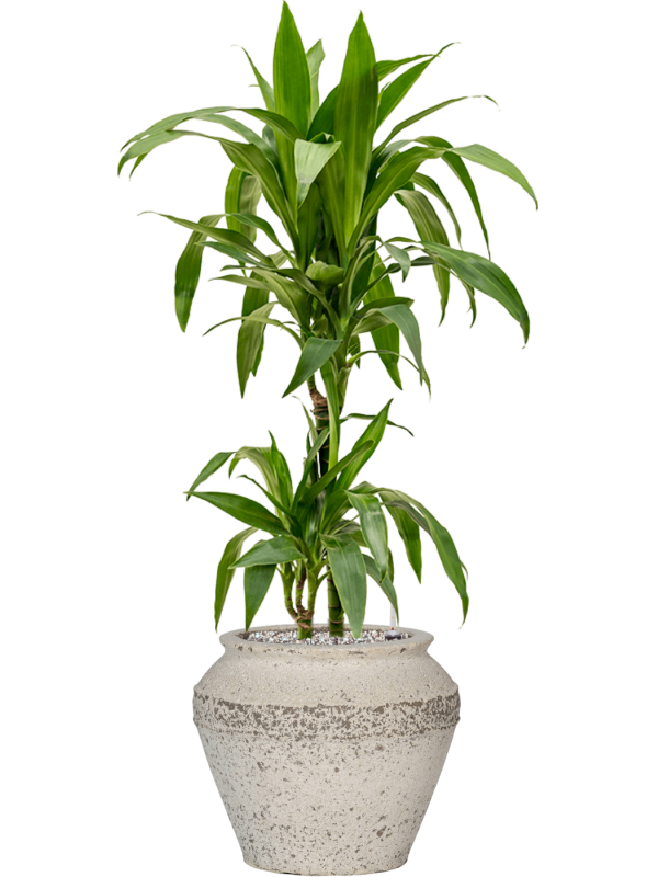 Dracaena fragrans 'Janet Craig' en Mediterranean, Pottery Pots