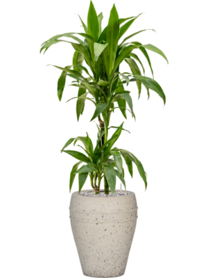 Dracaena fragrans 'Janet Craig' en Mediterranean