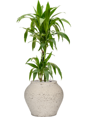Dracaena fragrans 'Janet Craig' en Mediterranean
