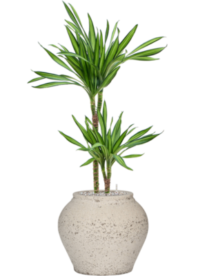 Dracaena fragrans 'Riki' en Mediterranean