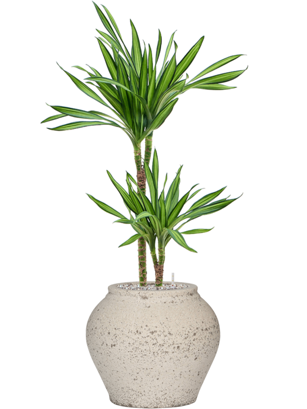 Dracaena fragrans 'Riki' en Mediterranean, Pottery Pots