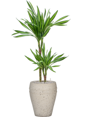Dracaena fragrans 'Riki' en Mediterranean