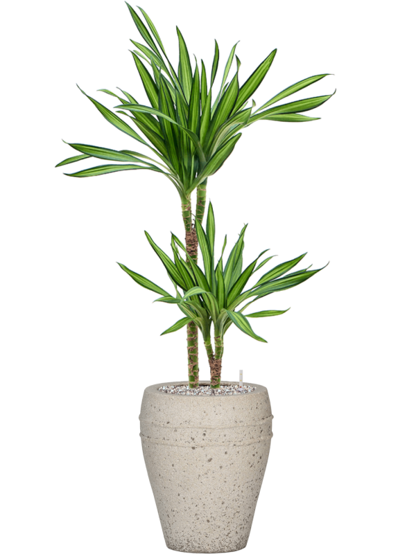 Dracaena fragrans 'Riki' en Mediterranean, Pottery Pots