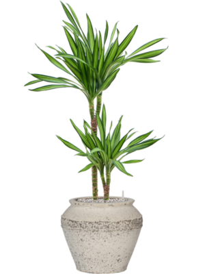 Dracaena fragrans 'Riki' en Mediterranean