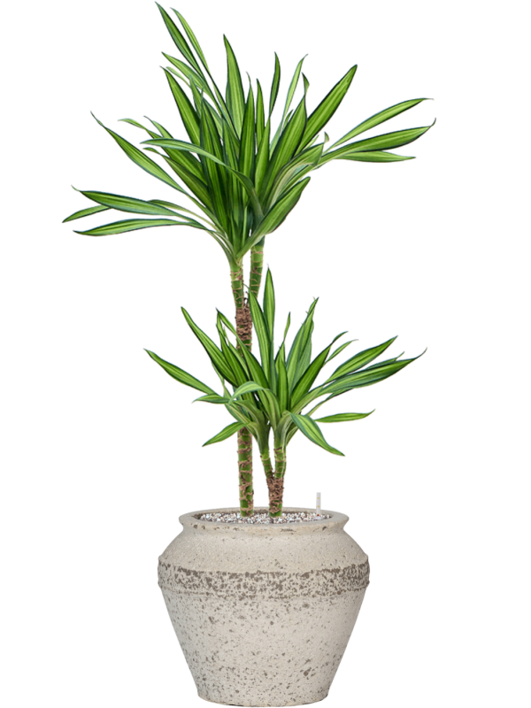 Dracaena fragrans 'Riki' en Mediterranean, Pottery Pots