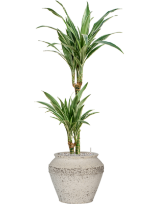 Dracaena deremensis 'Warneckei' en Mediterranean