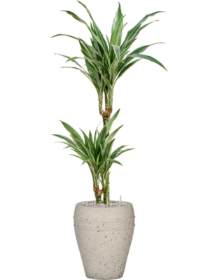 Dracaena deremensis 'Warneckei' en Mediterranean